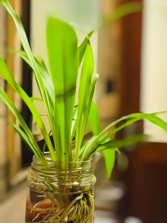 Hotel Tranquil Quarter Kandy Zewnętrze zdjęcie